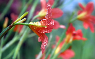 green and red leaf plant, nature, flowers, water drops, macro