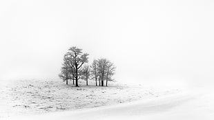 brown bare tree, winter, landscape, ice, snow