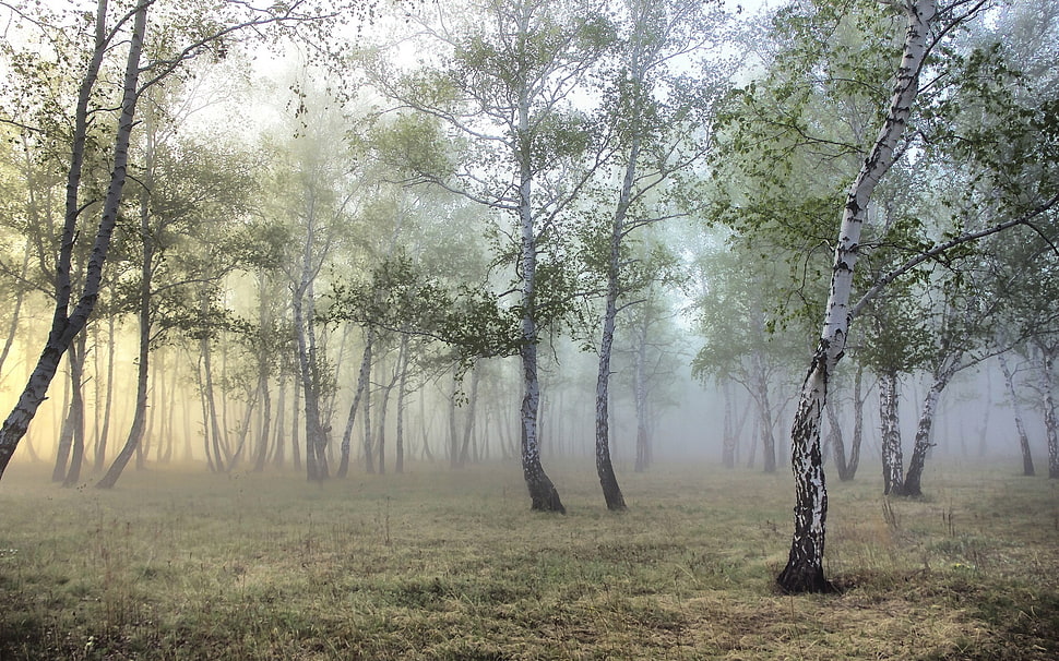 green and white trees at daytime HD wallpaper