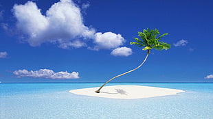 green coconut palm tree on island on body of water during day time