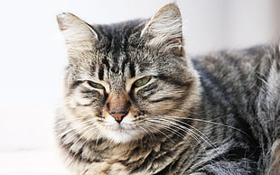 long-fur black and white cat