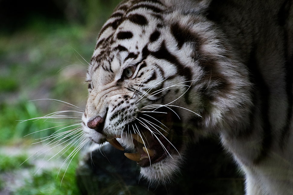 white and black fur cat, animals, white tigers, angry HD wallpaper