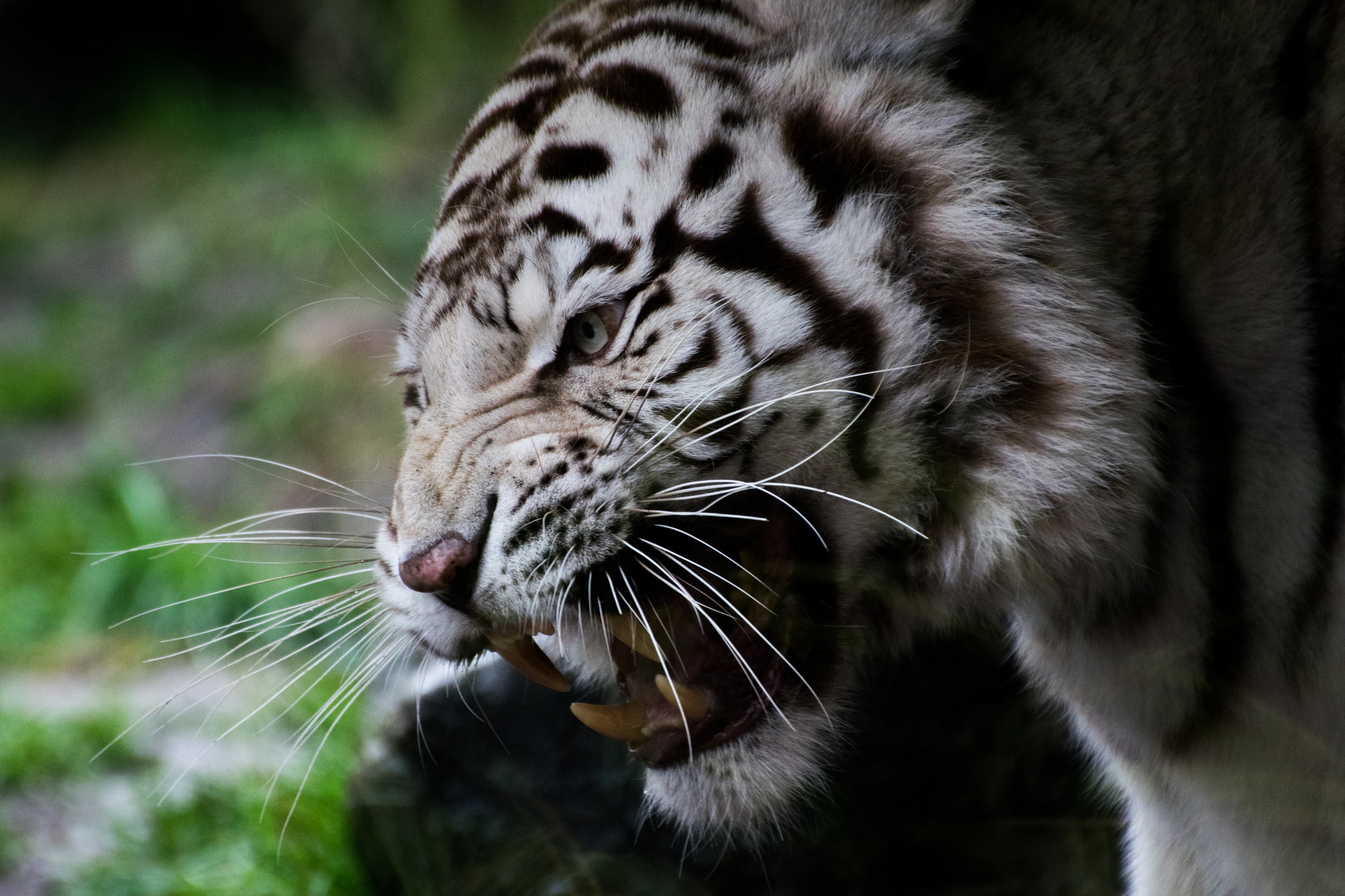 white and black fur cat, animals, white tigers, angry