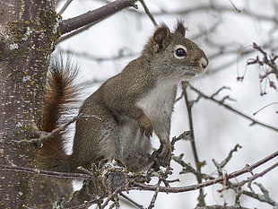grey squirrel on tree at daytime HD wallpaper