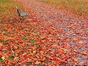 orange and white floral area rug, nature, bench, leaves HD wallpaper