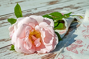 pink rose on rustic board