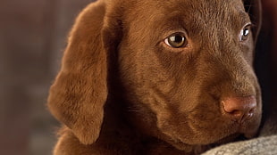 close up photo of short-coated red puppy