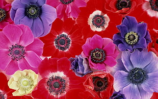 purple and red flower wallpaper