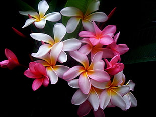 pink and white Plumeria flowers
