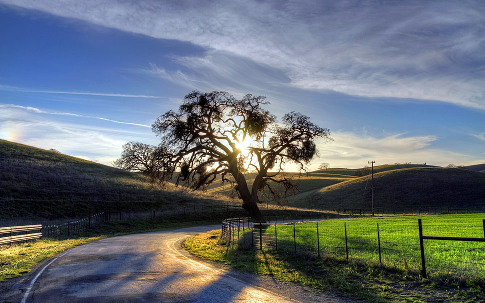 tree on sunset HD wallpaper