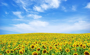 yellow Sunflower flower field at daytime