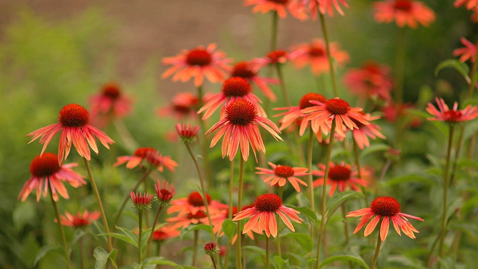 orange Cone flowers at daytime HD wallpaper