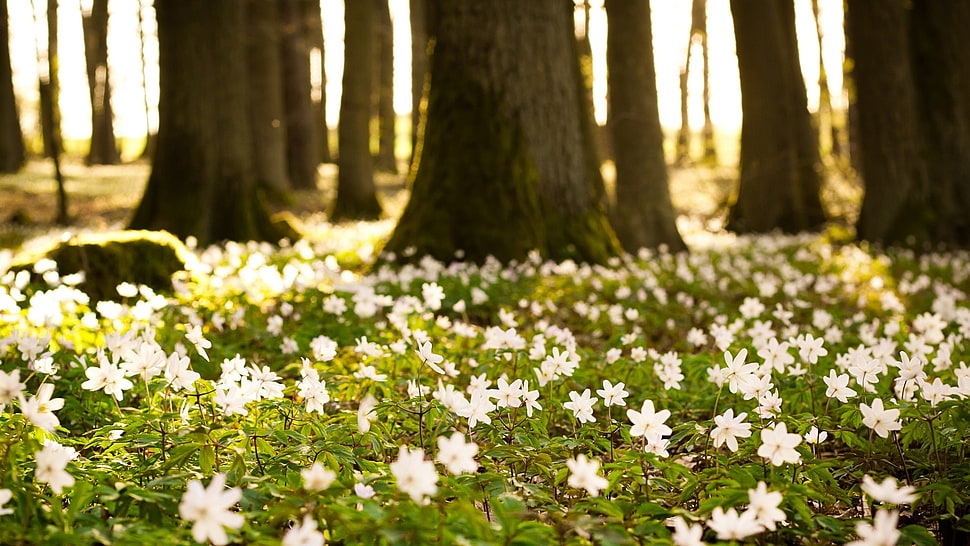 selective focus photography of white petaled flower field HD wallpaper