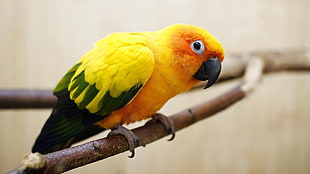 yellow and green bird on trunk