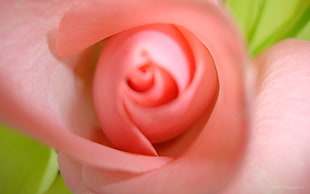 selective focus photography of peach Rose flower