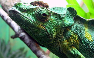 closeup photo of green Chameleon