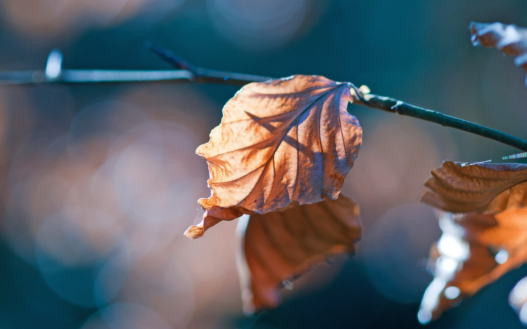 Selective focus photography brown leaf HD wallpaper Wallpaper Flare