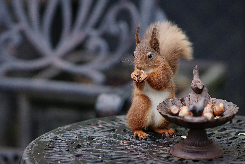 squirrel holding nut above of black surface HD wallpaper