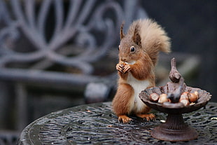 squirrel holding nut above of black surface