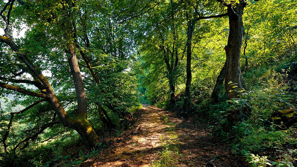 green trees, forest HD wallpaper