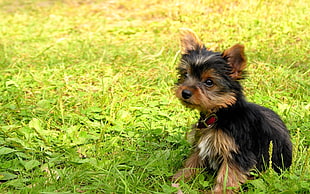 black and tan Yorkshire Terrier puppy sitting on grass field during daytime