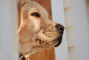 adult yellow Labrador Retriever focus photo