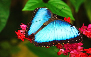 Blue Morpho Butterfly HD wallpaper
