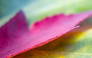 macro shot photography of purple leaf