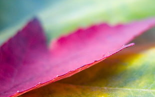 macro shot photography of purple leaf HD wallpaper