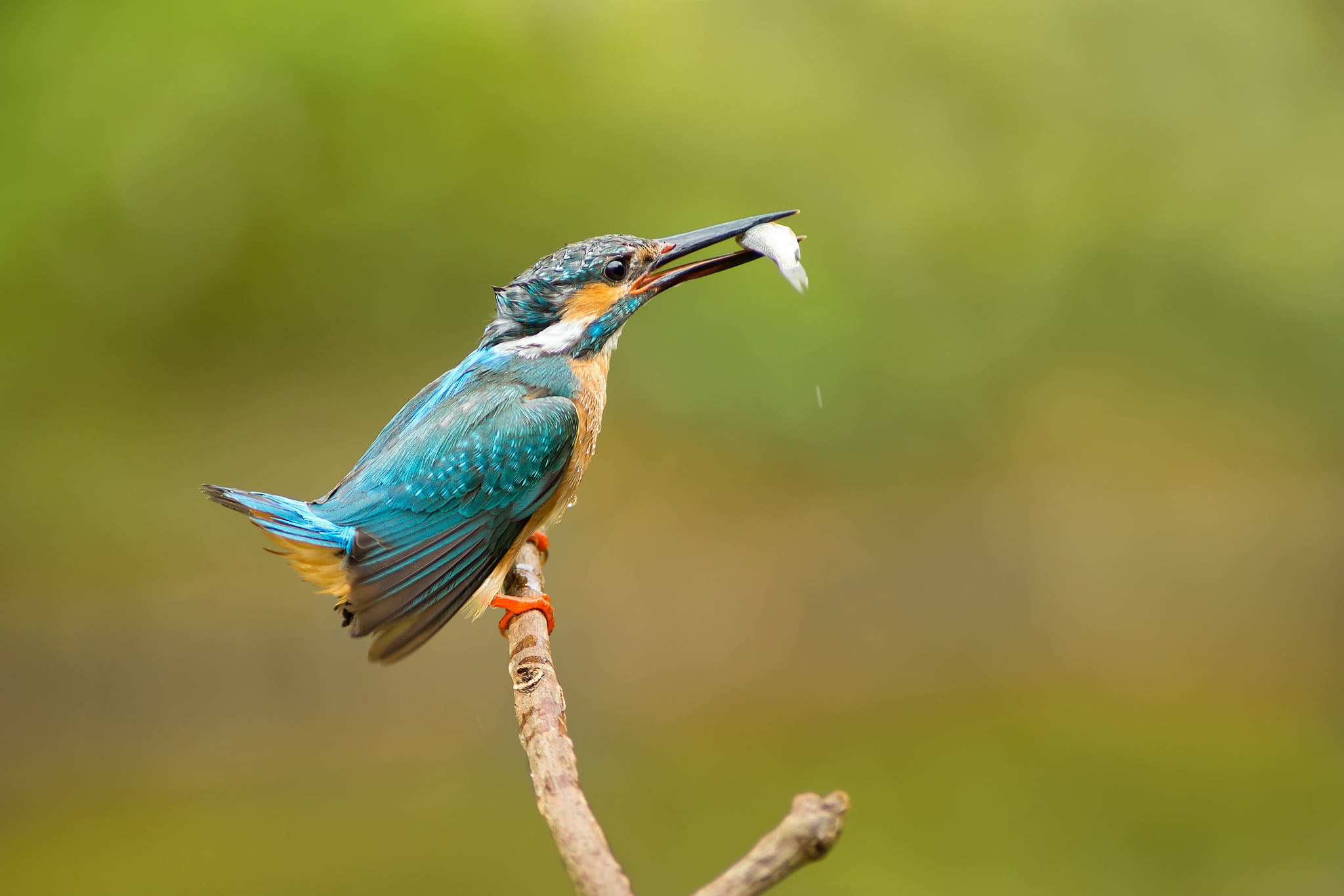 blue and yellow bird in tree branch