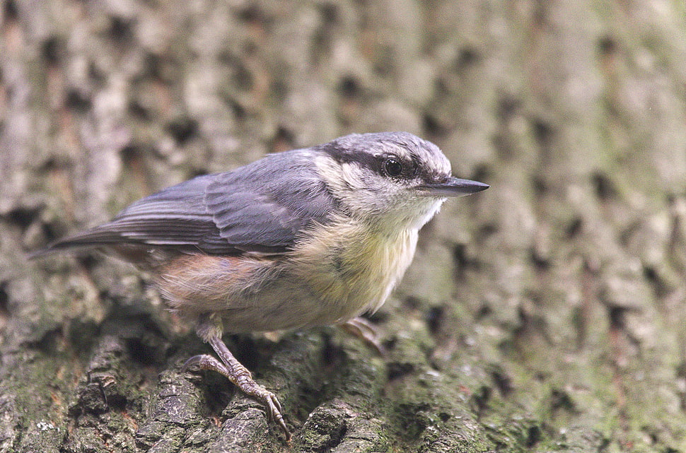 gray feather bird HD wallpaper