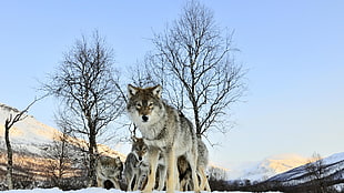 pack of grey wolf during day time