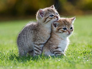 two brown kitten photography