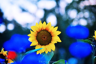 Sunflower during daytime