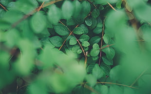 green leafed plant, plants, leaves, nature, foliage HD wallpaper