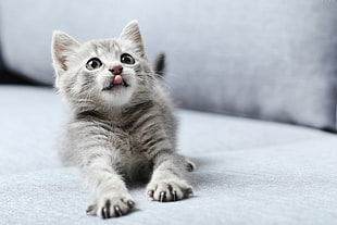 gray Tabby cat on top gray cushion HD wallpaper