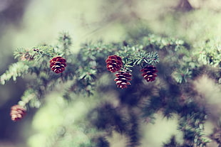 pine cone tree on selective focus photography HD wallpaper