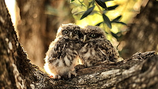 two brown owls, nature, owl