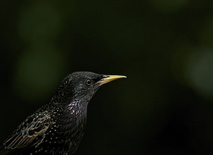 wildlife photography of a black short beak bird