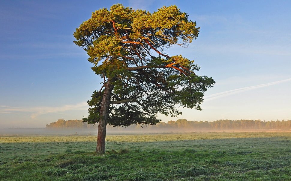 green and yellow leaf tree HD wallpaper