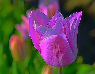 macro shot of pink Tulip flower HD wallpaper