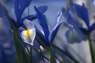 blue and white petal flower macro photography, iris
