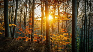 assorted-color trees at golden hour, nature, forest, trees, sunlight