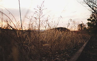 brown grasses, photography, depth of field, corn HD wallpaper