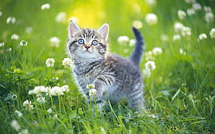 brown tabby kitten standing on green grass looking up during daytime