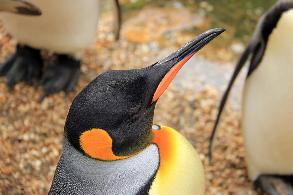 close-up photography of black and gray Penguin, bourton HD wallpaper