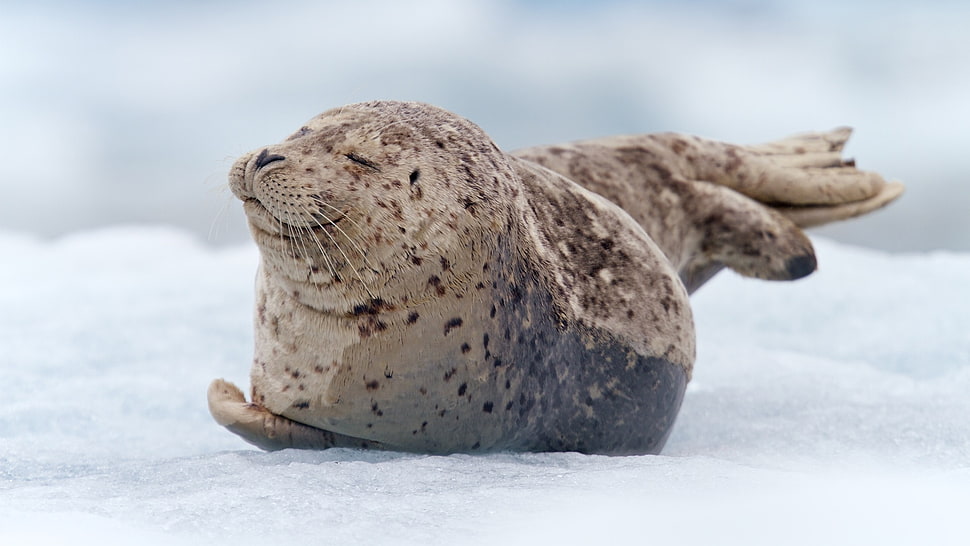 brown and black Seal on white ice photo HD wallpaper