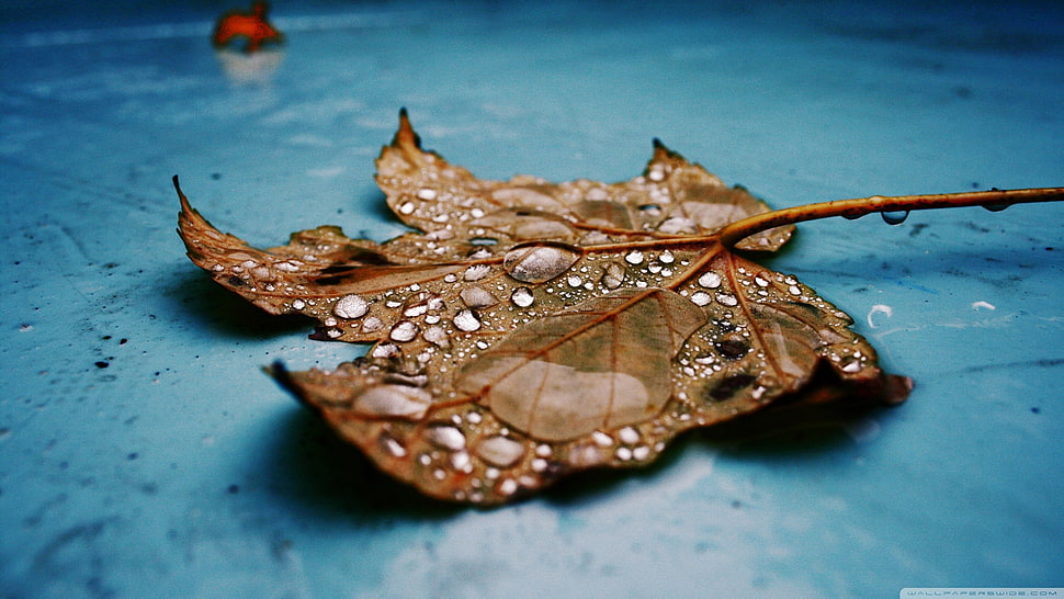 maple leaf, nature, leaves, water drops HD wallpaper
