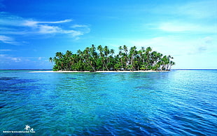 green leafed palm trees, island, sea, palm trees