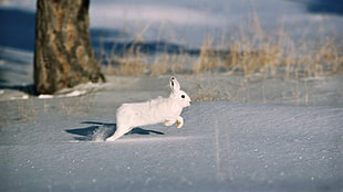 white rabbit on white surface HD wallpaper